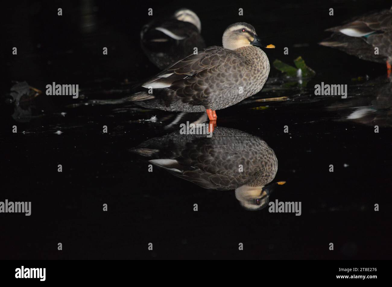 Water ducks are highly proficient swimmers, thanks to their webbed feet