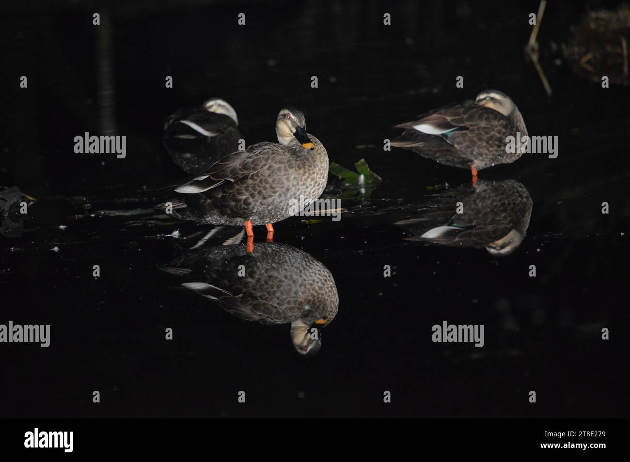 Water ducks are highly proficient swimmers, thanks to their webbed feet