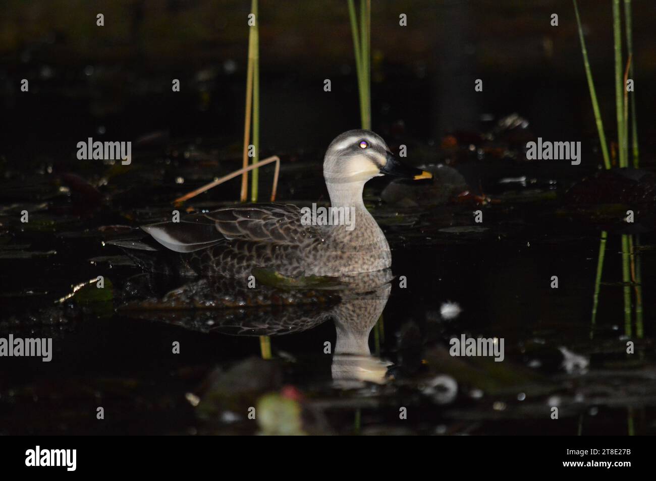 Water ducks are highly proficient swimmers, thanks to their webbed feet