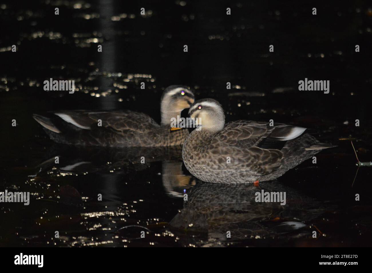 Water ducks are highly proficient swimmers, thanks to their webbed feet