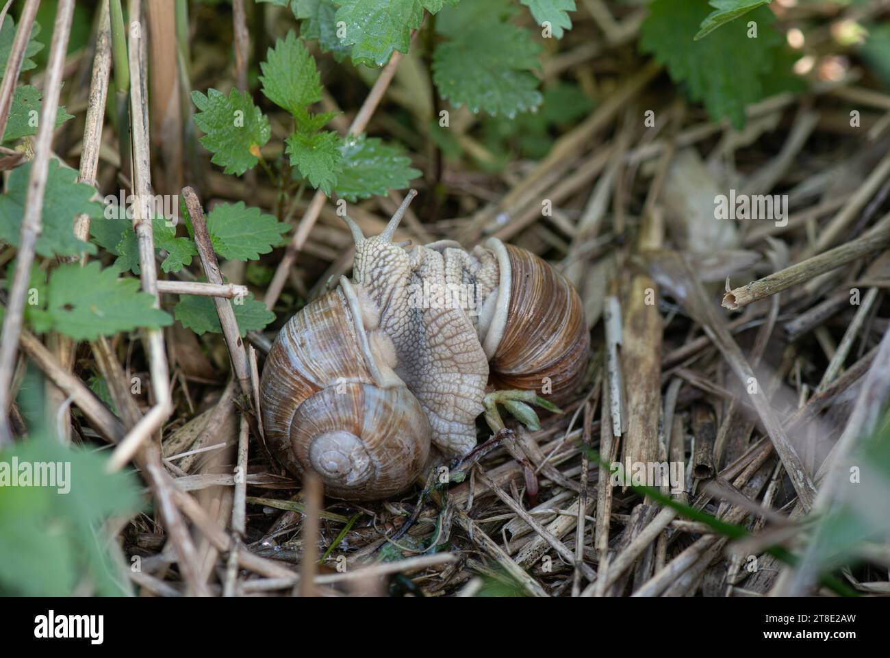 Roman Snail: Helix pomatia. Mating pair. Slovenia. Stock Photo