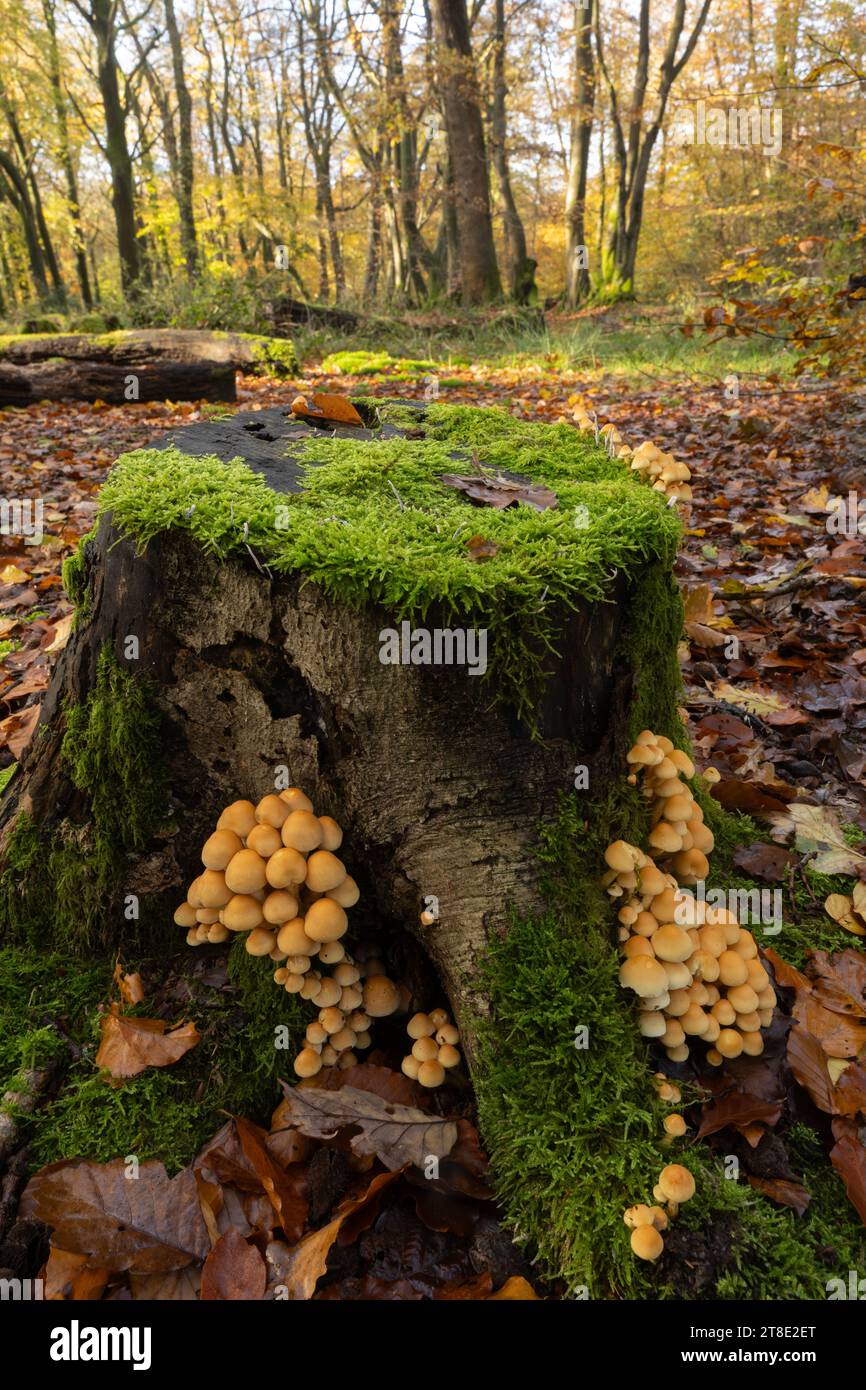 Sulphur Tuft: Hypholoma fasciculare. Surrey, UK. Stock Photo