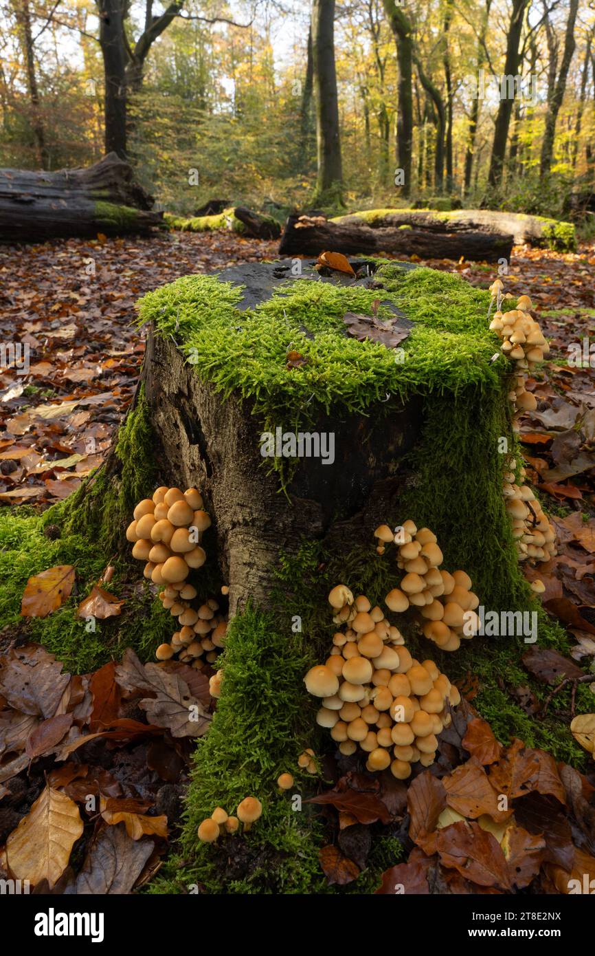 Sulphur Tuft: Hypholoma fasciculare. Surrey, UK. Stock Photo