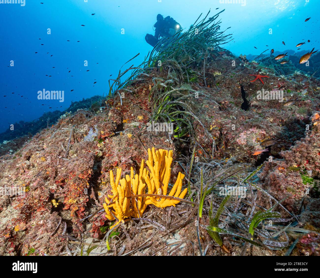 Deep sea sponge mediterranean hi-res stock photography and images - Alamy