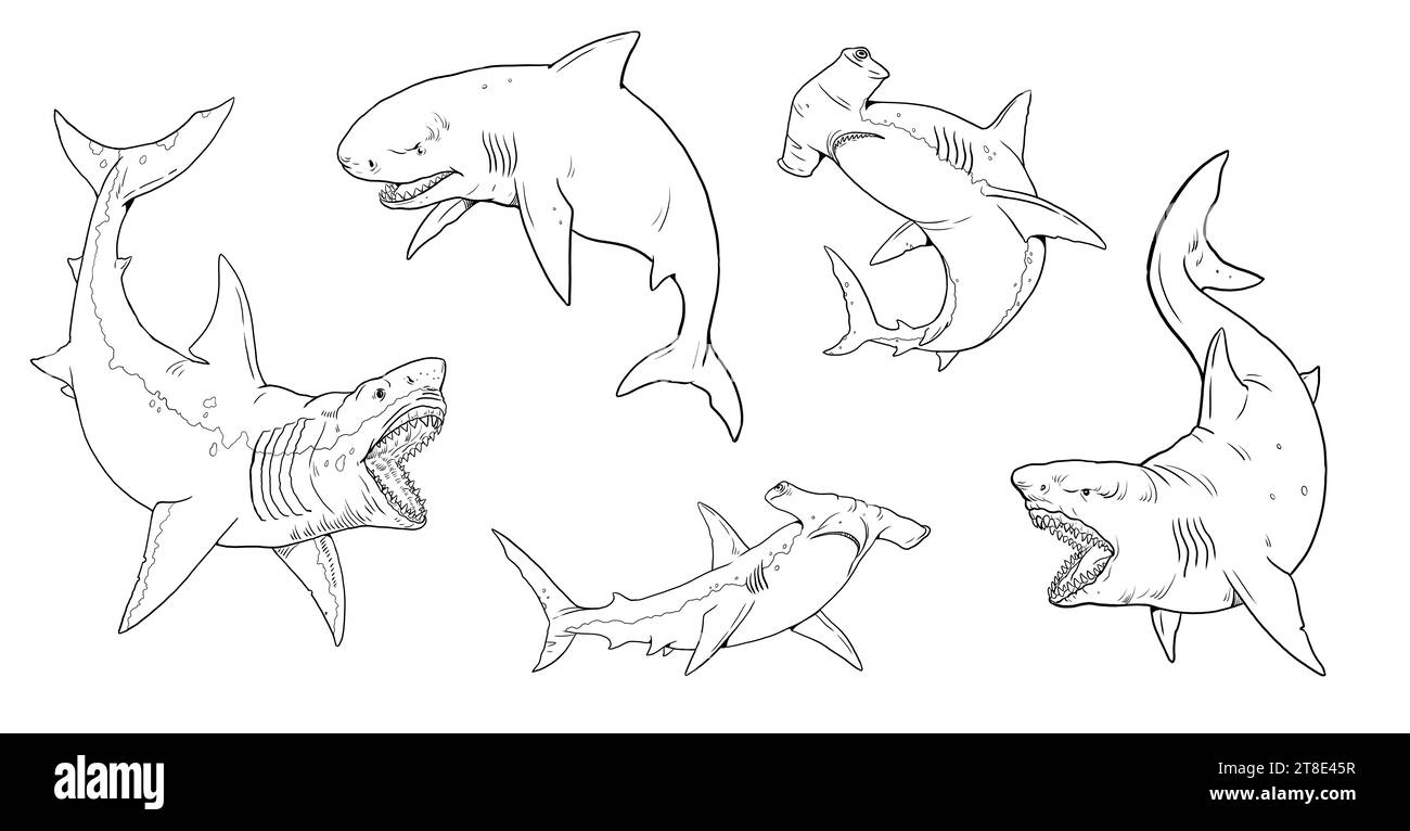 Set with sharks templates for coloring: great white shark, megalodon, mako and hammerhead shark. Hand drawn illustration. Stock Photo