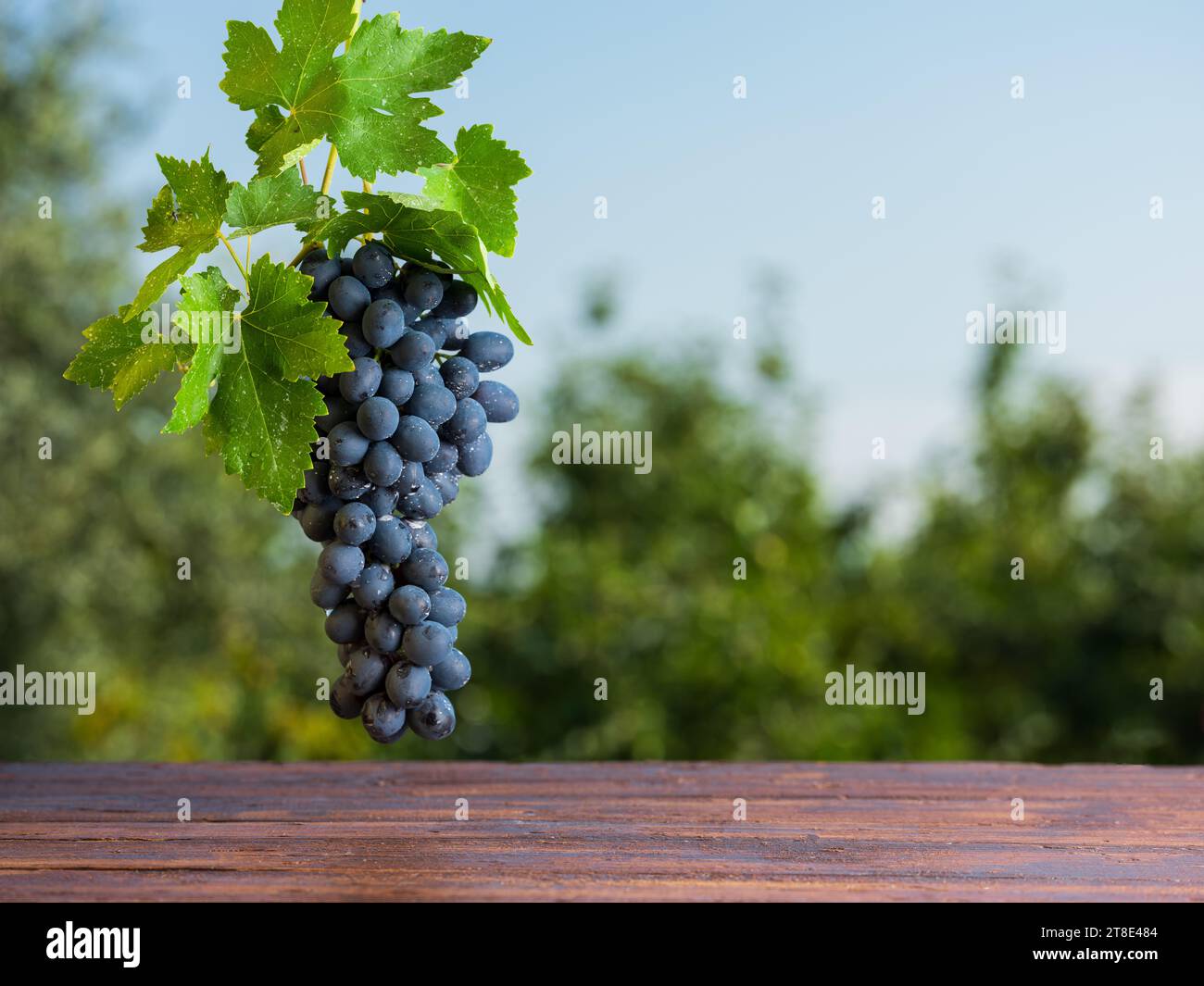 Fresh black grapes hanging over the garden table. Autumn fruits. Background for food and beverage product presentation Stock Photo