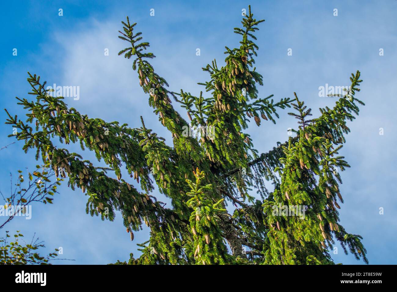 Harvest cones. European spruce (Picea excelsa, P. abies) top with many ripening cones, September Stock Photo