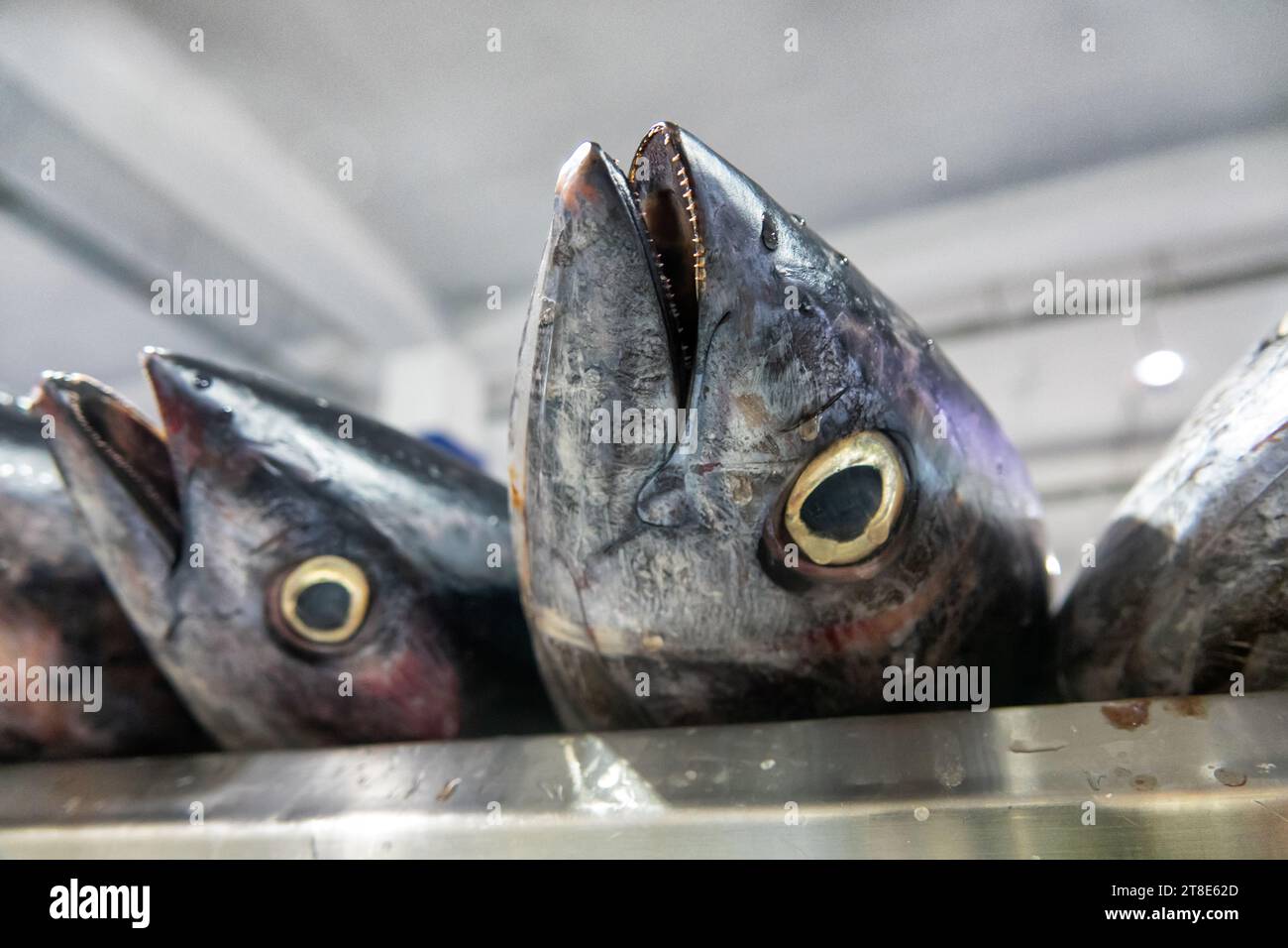 Bandar Abbas, Iran. Fish market. The fish of the Persian Gulf and the Arabian Sea are caught and sold. tuna (Thunnus) Stock Photo