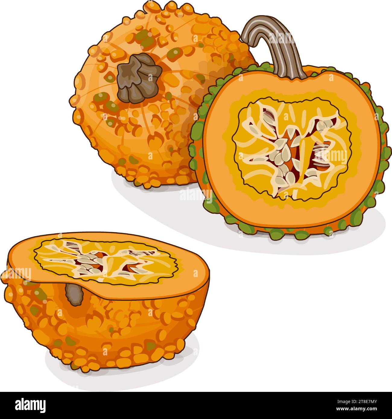 Whole and chopped Knucklehead Pumpkins. Winter squash. Cucurbita pepo. Vegetables. Clipart. Isolated vector illustration. Stock Vector