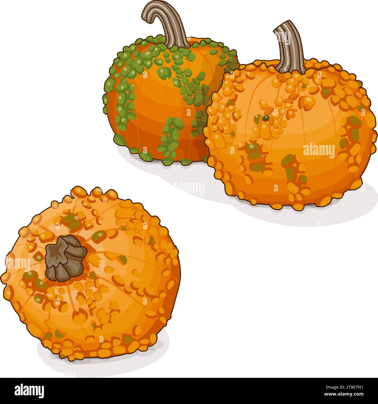 Group of Knucklehead Pumpkins. Winter squash. Cucurbita pepo. Fruits and vegetables. Clipart. Isolated vector illustration. Stock Vector
