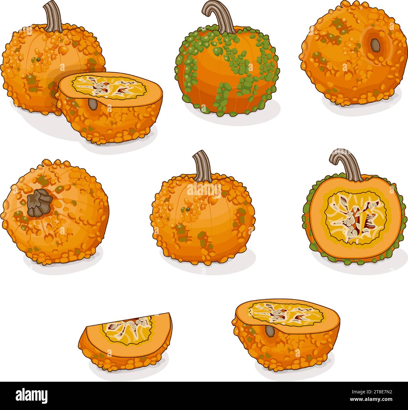 Set of Knucklehead Pumpkins. Winter squash. Cucurbita pepo. Fruits and vegetables. Clipart. Isolated vector illustration. Stock Vector