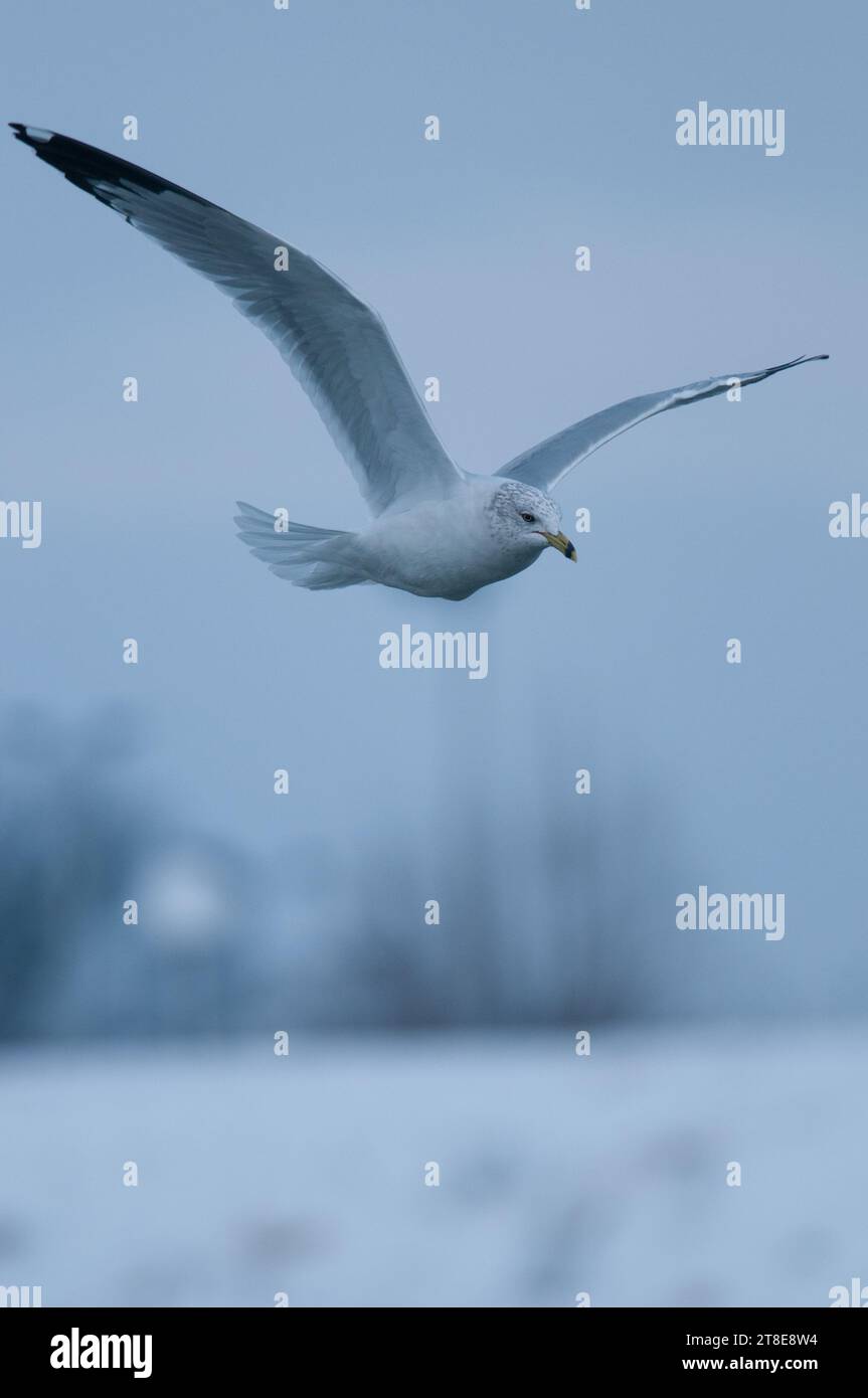 Ring Billed Gull in flight during winter in New York Stock Photo