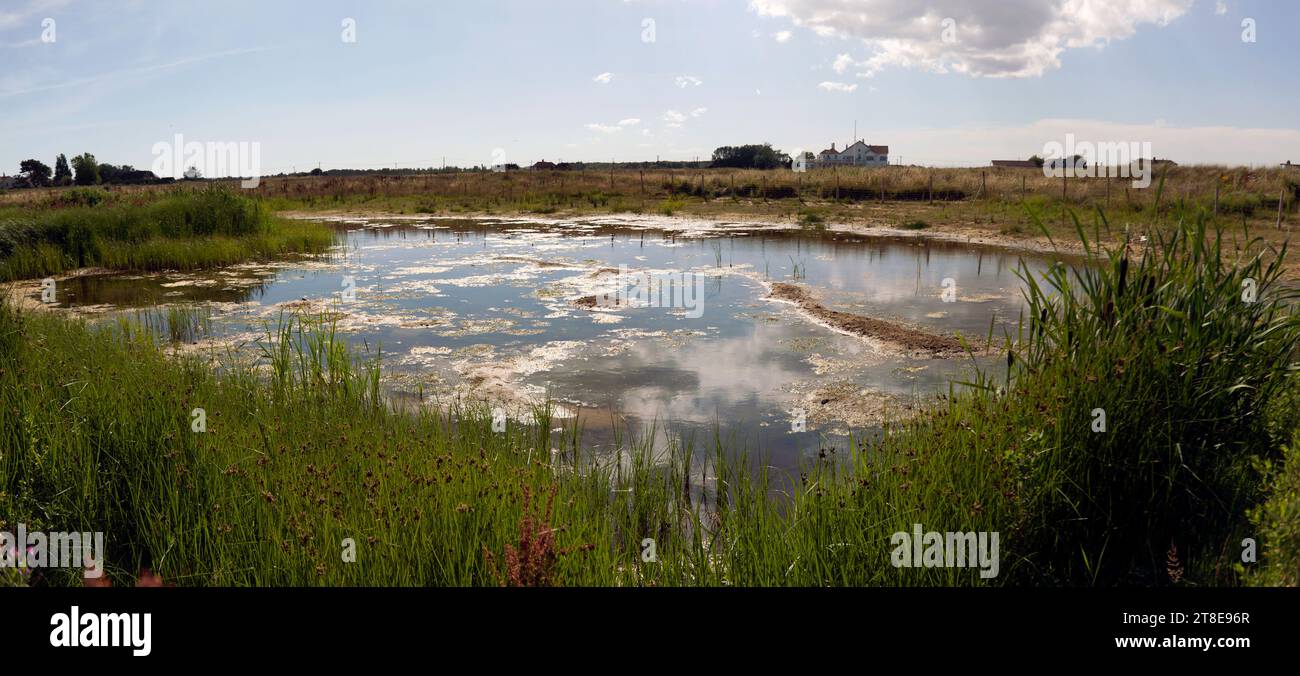 Panorama of a Wetland area wildlife refuge, created near Sandown Castle, Deal, between the sea and the golf course Stock Photo