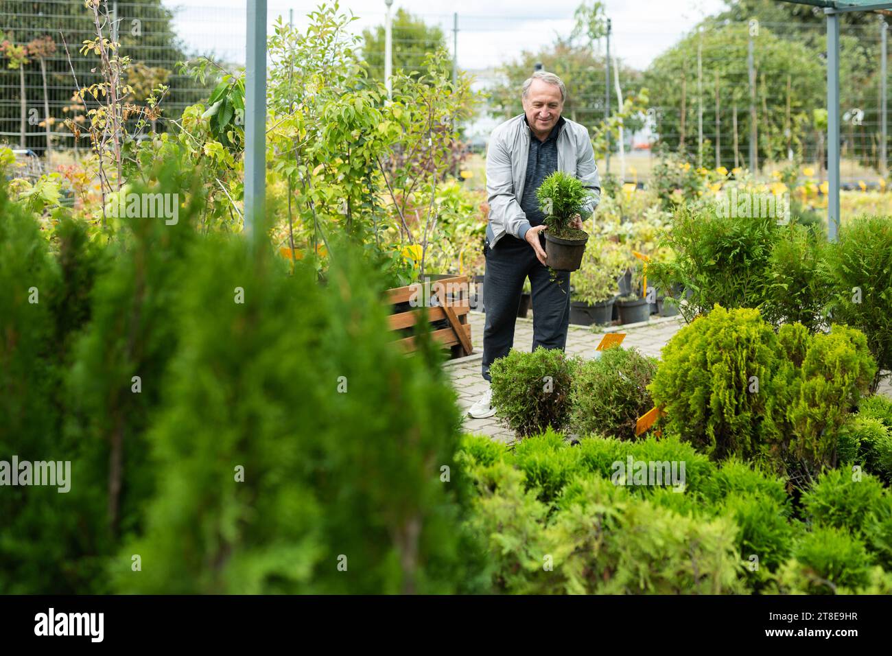 Elderly man holds a pot of Goldcrest Vilma cupressus in his hands at the bazaar Stock Photo