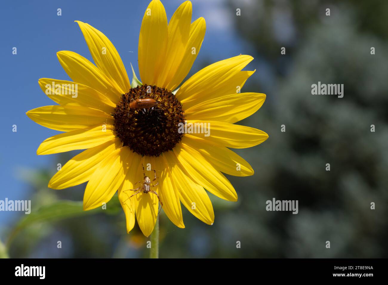 A Western Spotted Orbweaver, Neoscona oaxacensis, and a blister beetle on a Common Sunflower in Utah. Stock Photo