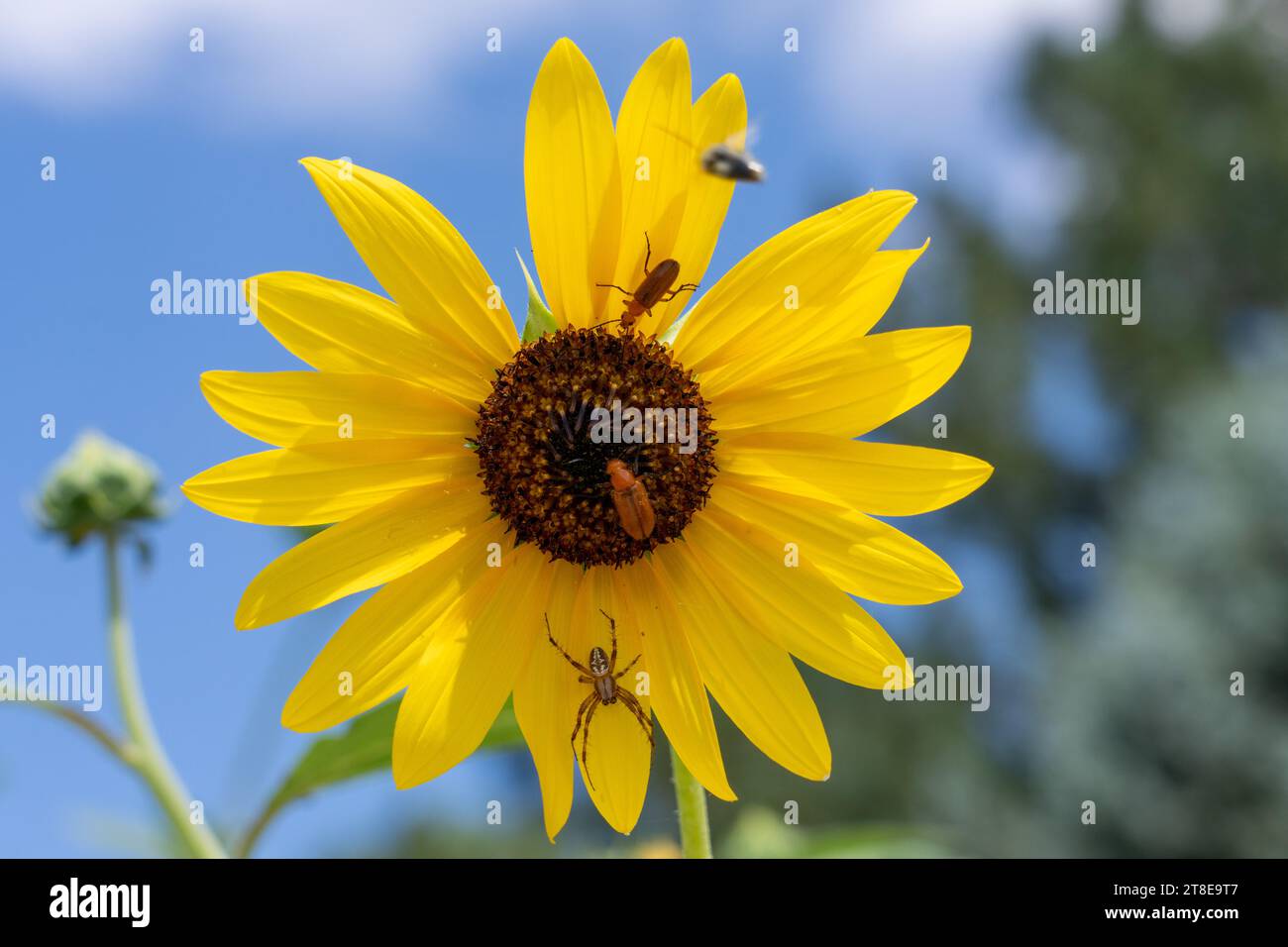 A Western Spotted Orbweaver, Neoscona oaxacensis, and two blister beetles on a Common Sunflower in Utah. Stock Photo