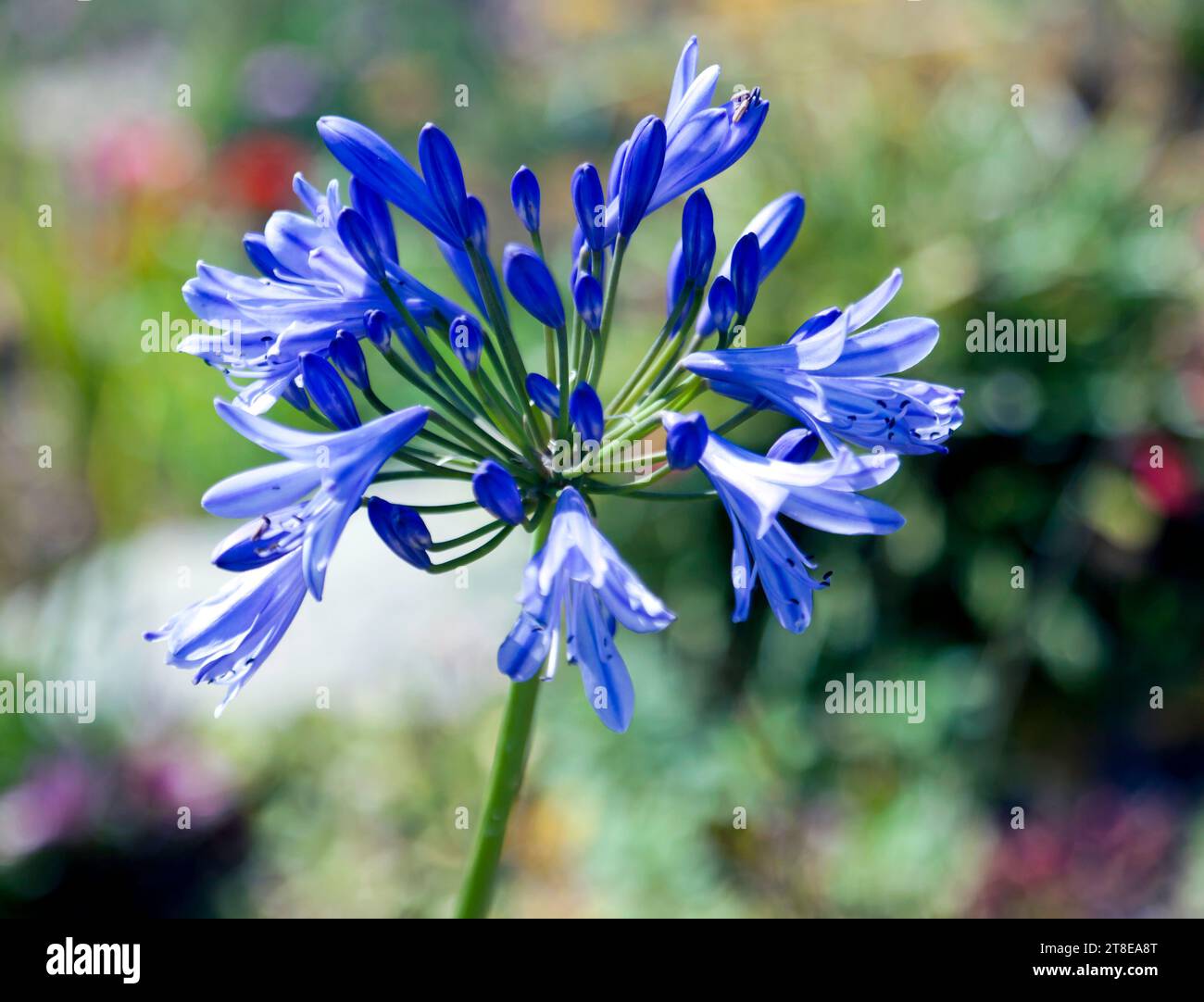Close-up of an Agapanthus flower, growing in the Sandown Castle Community garden, Deal, Kent Stock Photo