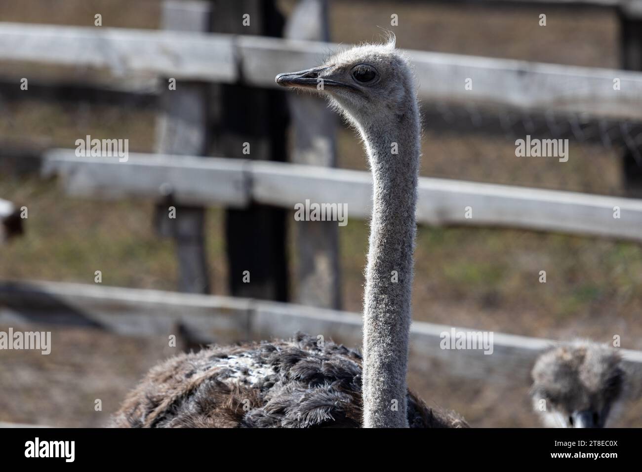 Each ostrich's visage is a study in unique character, with large, soulful eyes that seem to reflect the world around them. Their long, graceful necks Stock Photo