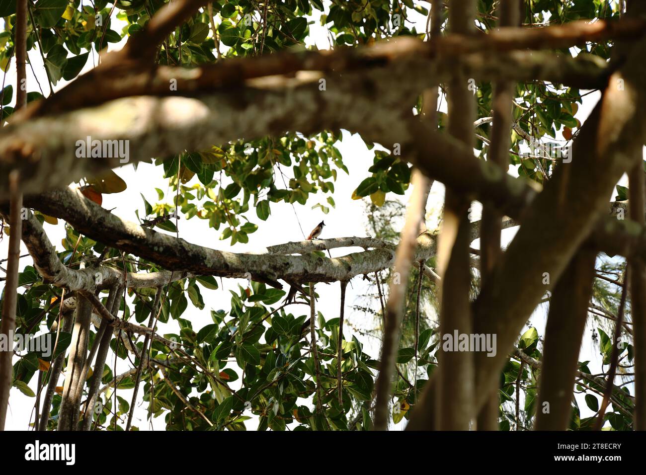 Lonely Bird in Tree in Mauritius Stock Photo