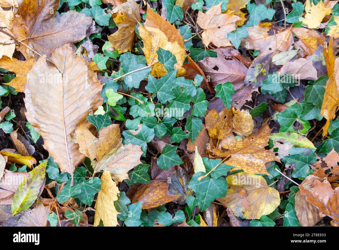 ivy covered with dead leaves. Stock Photo