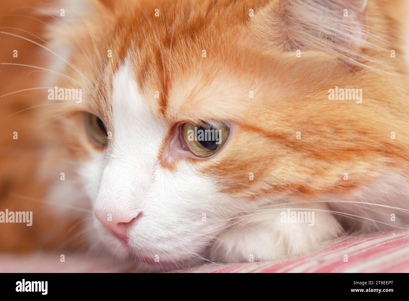 Pretty adult thoughtful white-red cat large portrait for good mood Stock Photo