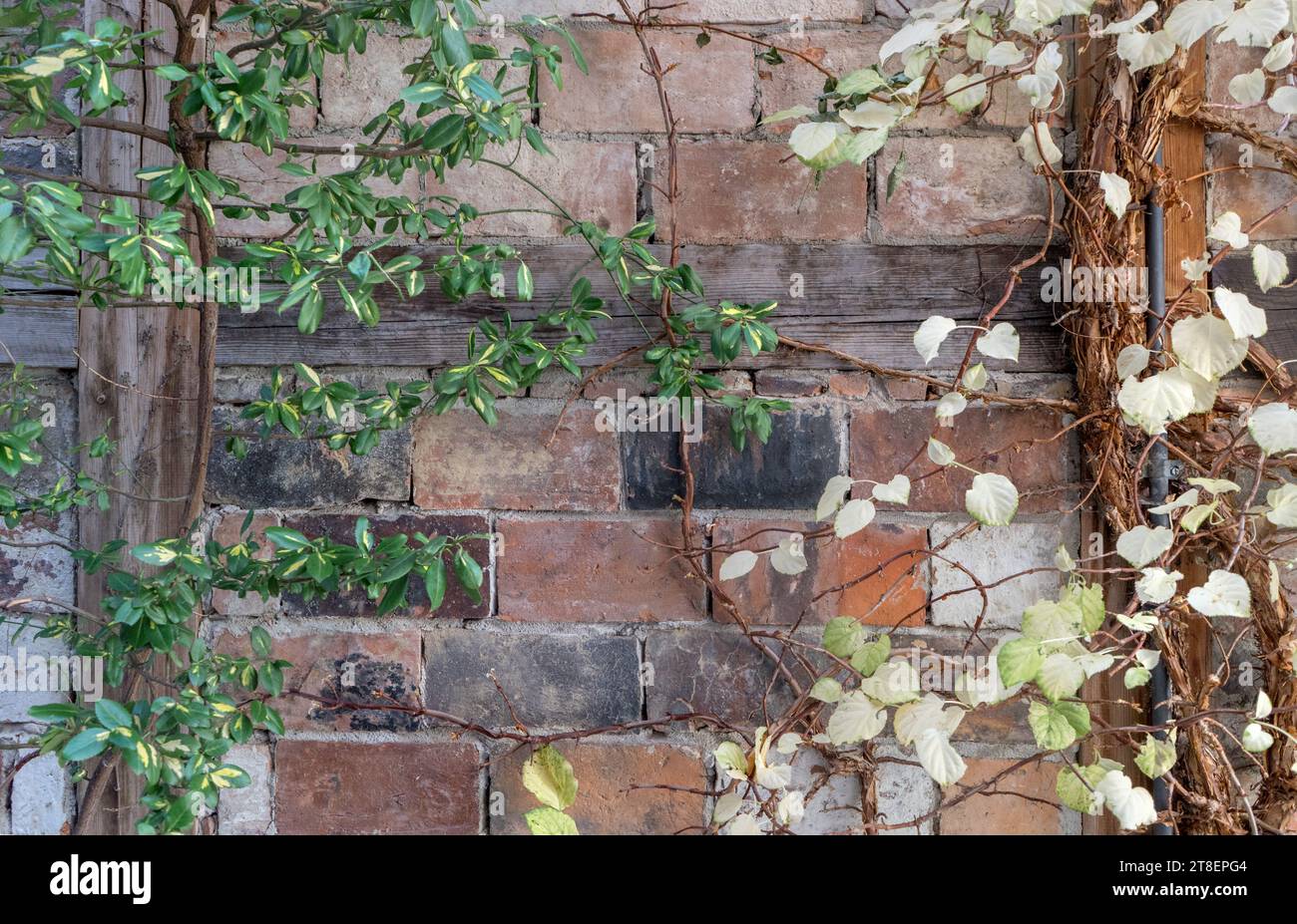 Background with brickwork, half-timbering and climbing plants Stock Photo