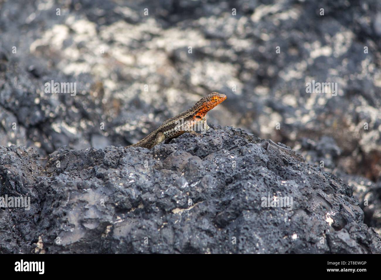 A Santa Fe Lava-Lizard on rocks at Puerto Villamil, Isla Isabel, Galapagos, Equador Stock Photo