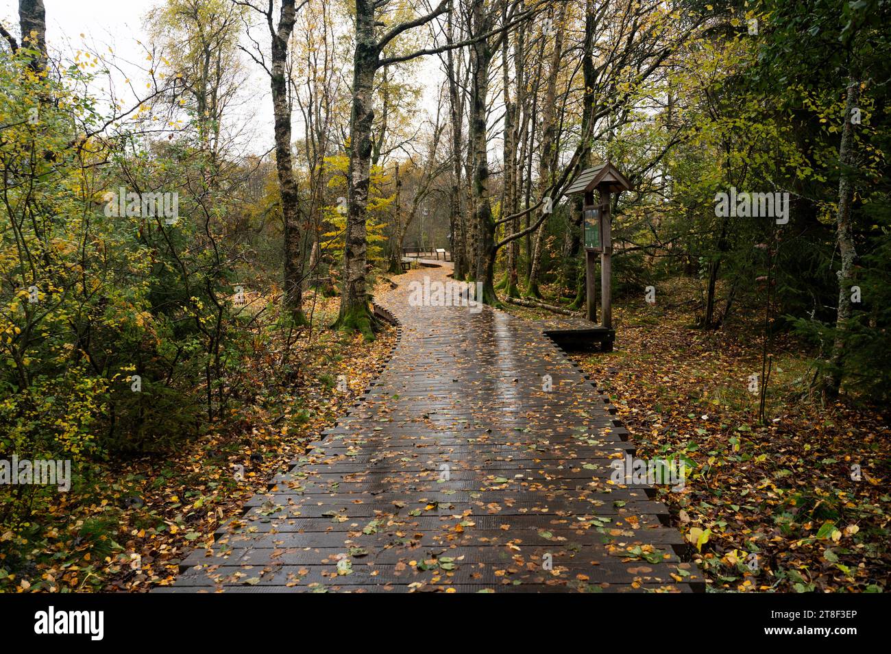 Wooden footbridge in the Schwarzes Moor in the Rhoen, Bavaria, Germany, in autumn after rain Stock Photo