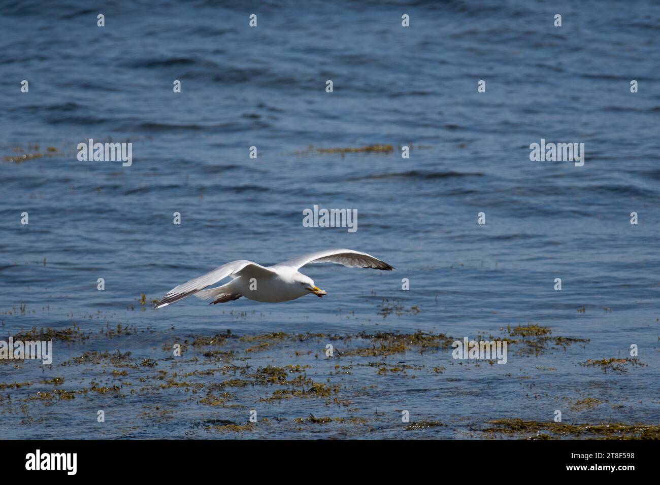 Herring Gull flying along the coast at Acadia National Park in Maine Stock Photo