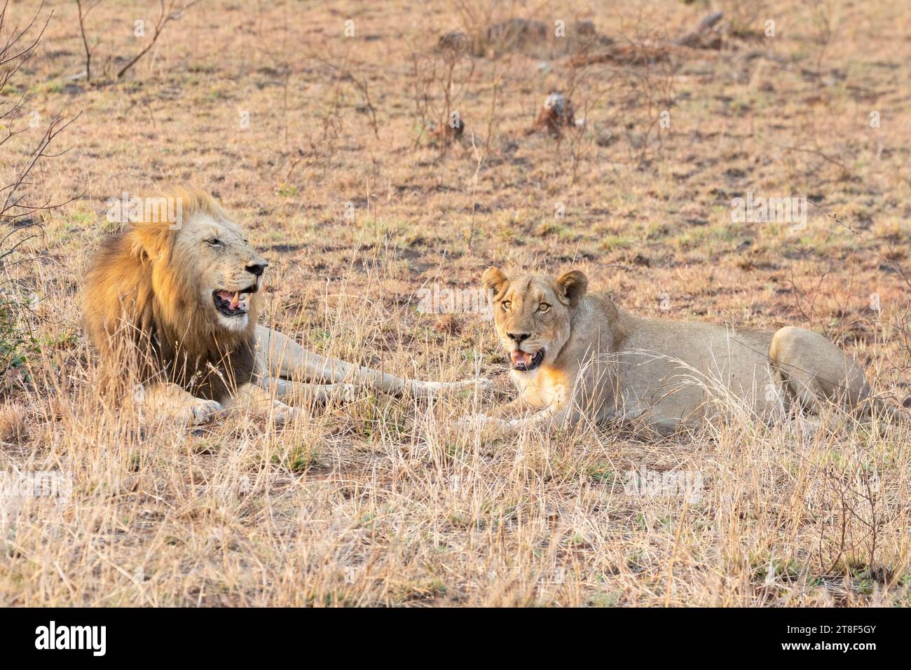 Lion and lioness (Panthera leo) lying resting after mating in savannah grassland, Limpopo, South Africa Stock Photo