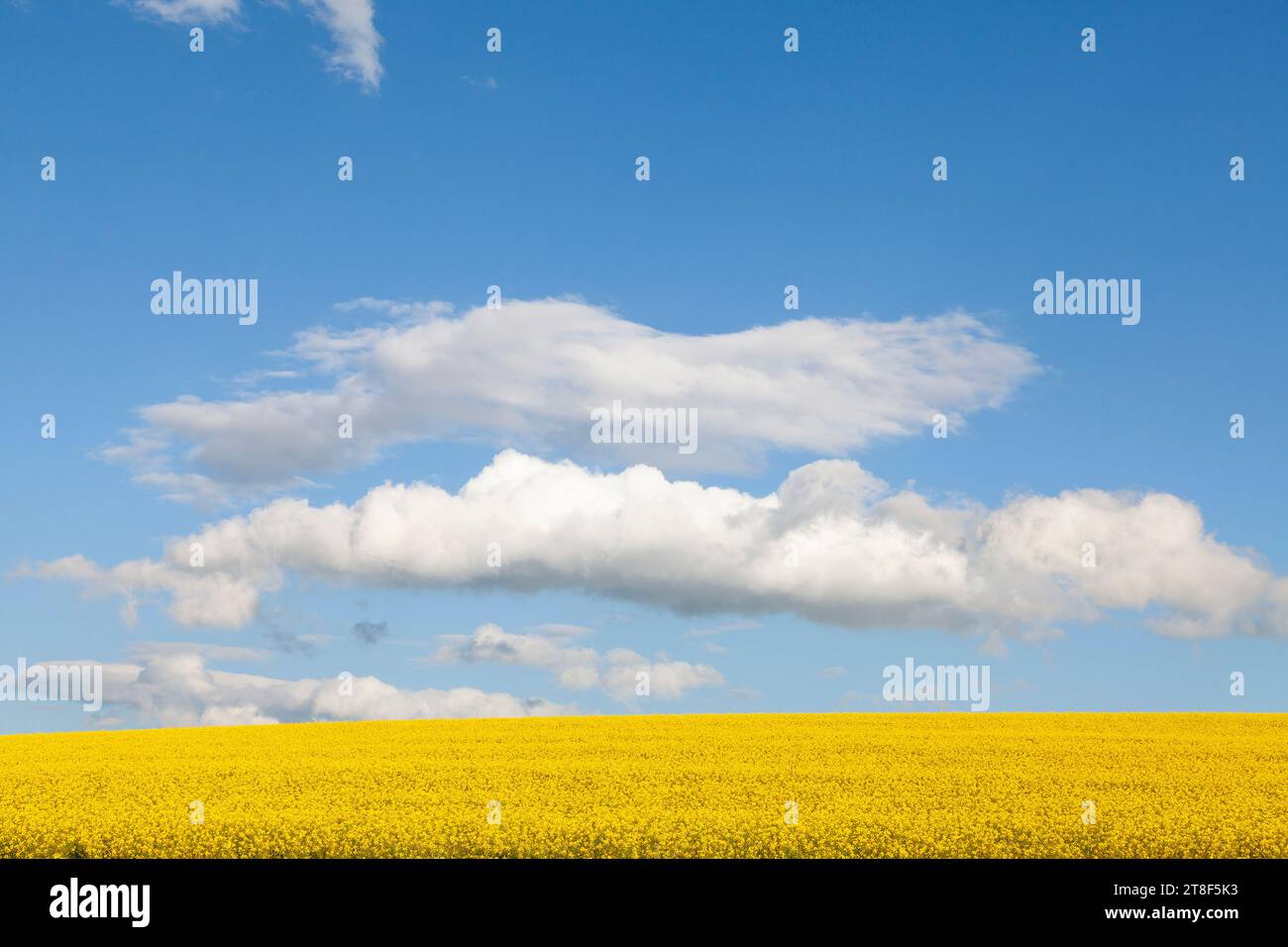 Field of colourful yellow rapeseed, colza  or canola, Brassica napus, cultivated for its oil rich seeds, for fodder and as a biofuel for biodiesel Stock Photo