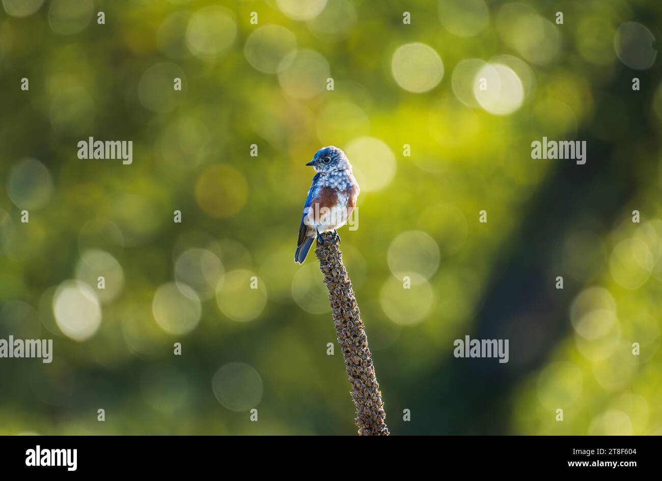 Western Bluebird. Young bluebird just waking up to the beautiful