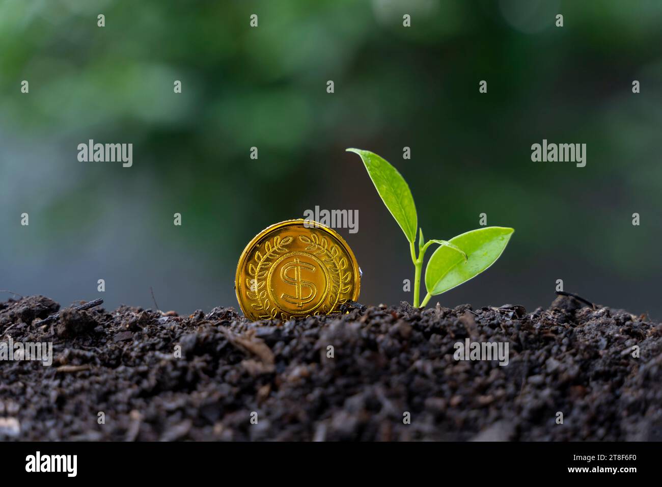Seedling and golden coin on ground, Money growth rate concept. Stock Photo