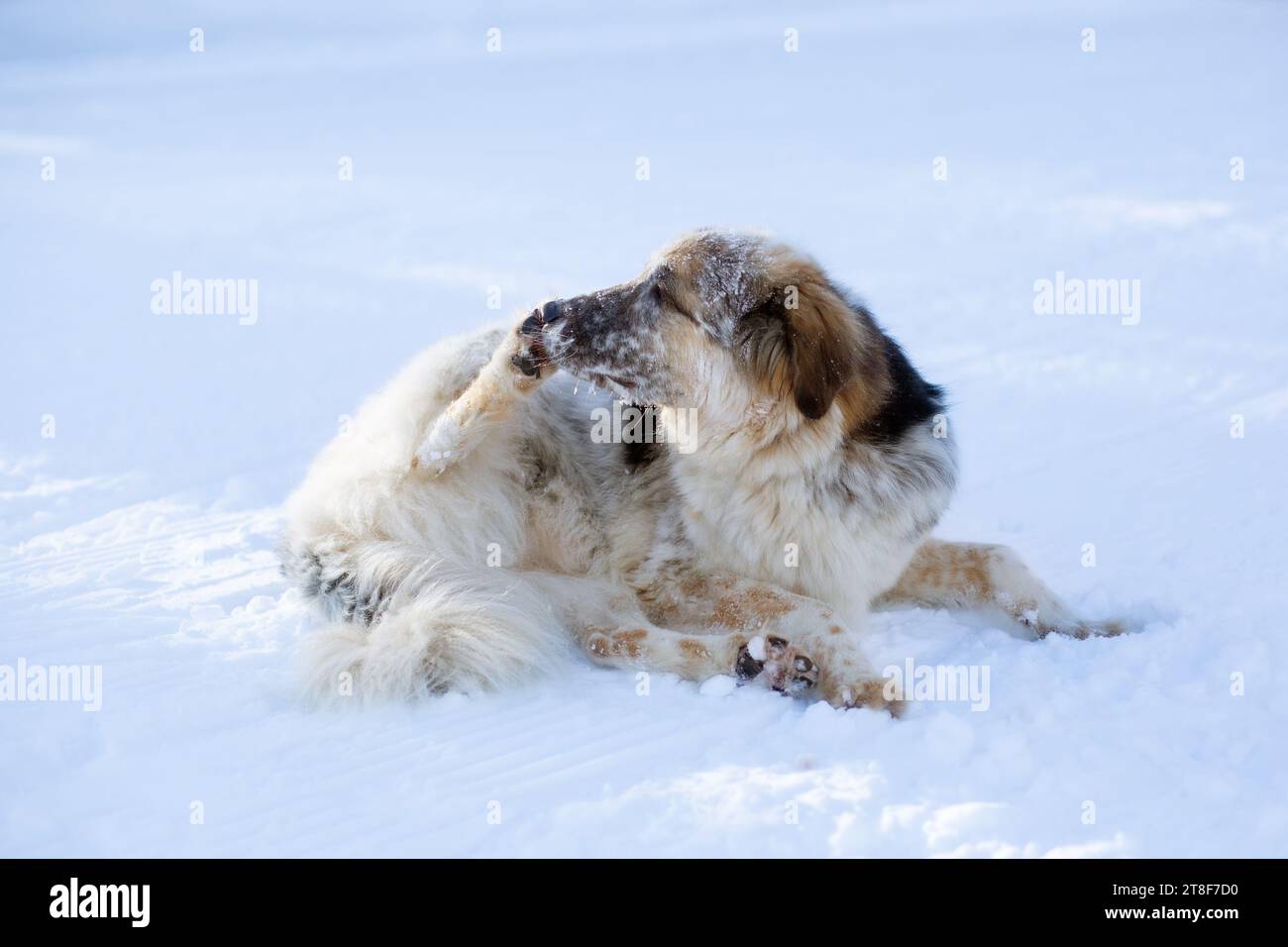 Big fluffy dog cleaning out the ice from paws lying down in the snow