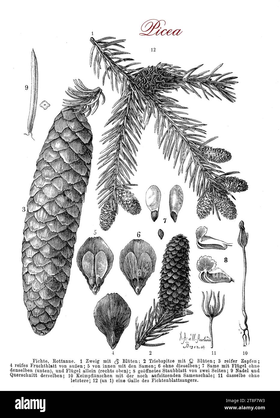 Morphology table of spruce, tree of the genus Picea, coniferous evergreen  of the northern temperate world regions, with  needles and cones Stock Photo