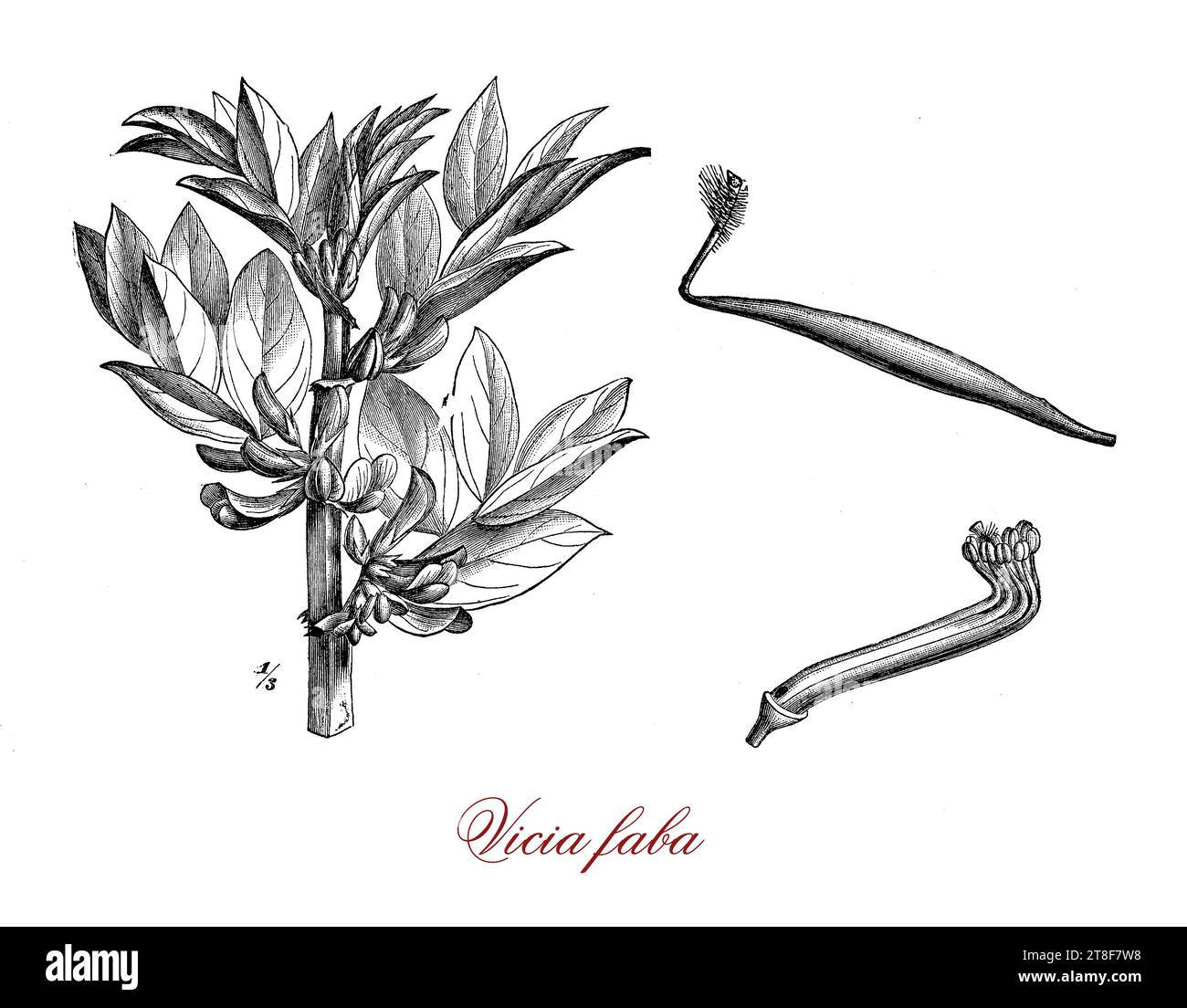 Vicia faba or fava bean, flowering plant in the Fabaceae family