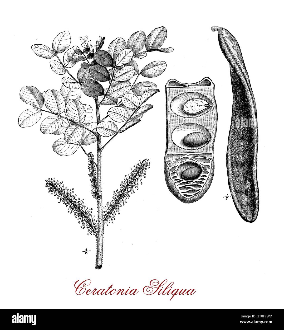 Carob tree print hires stock photography and images Alamy