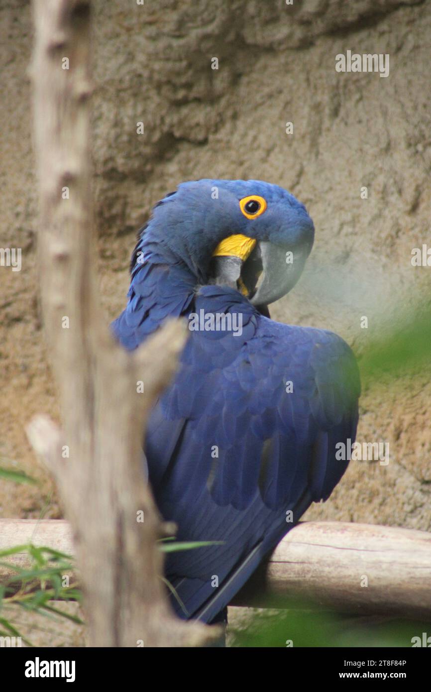 a blue parrot sitting on the top of a tree branch Stock Photo