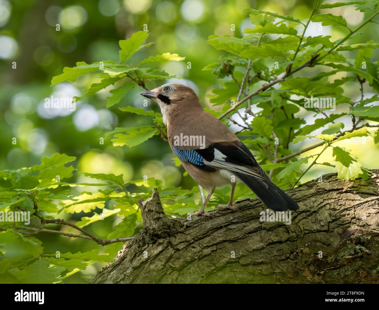 Jay Tree Eurasian jay oak tree hi-res stock photography and images - Alamy