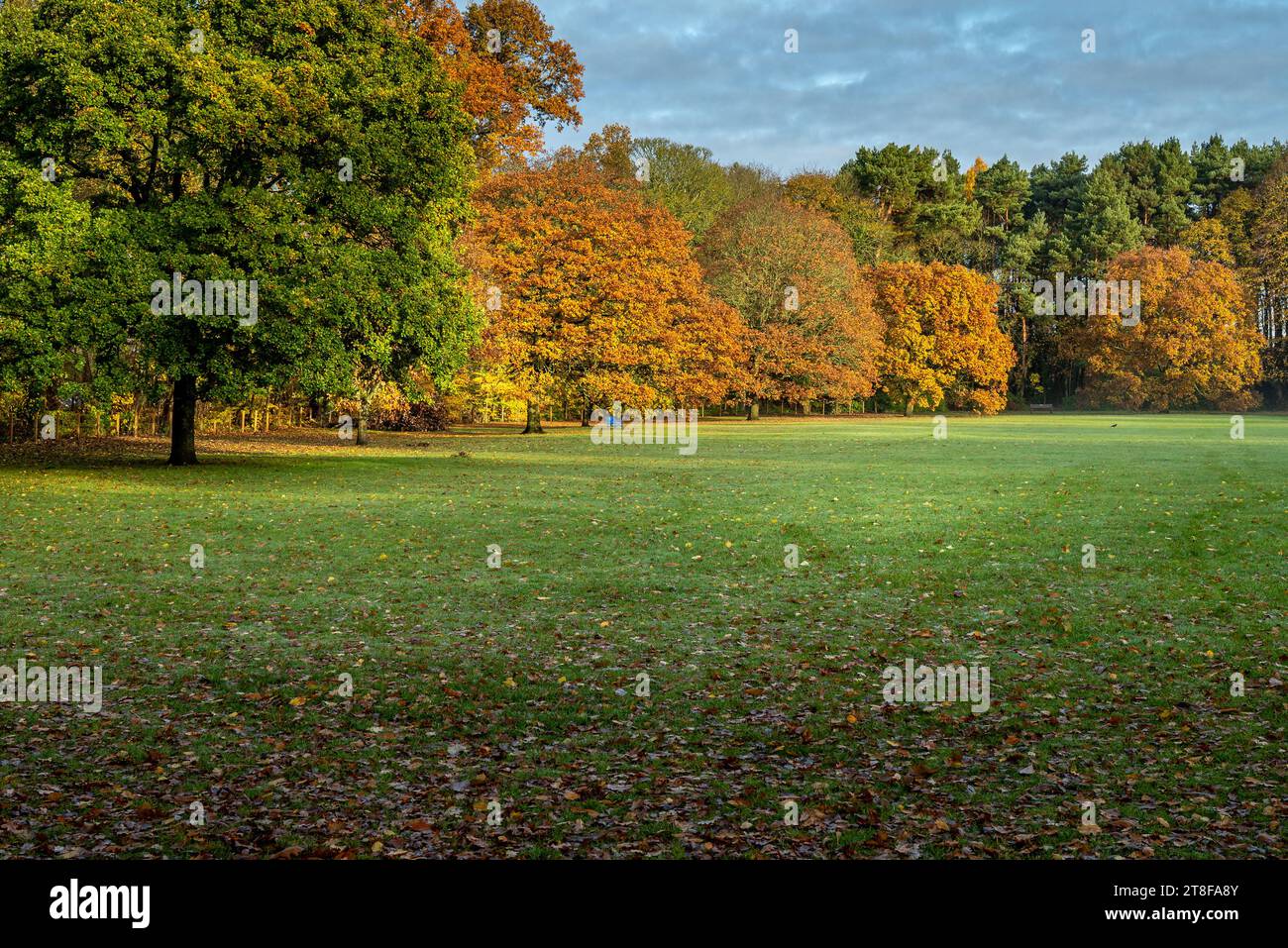 A view of trees in a public park in Ayr Stock Photo
