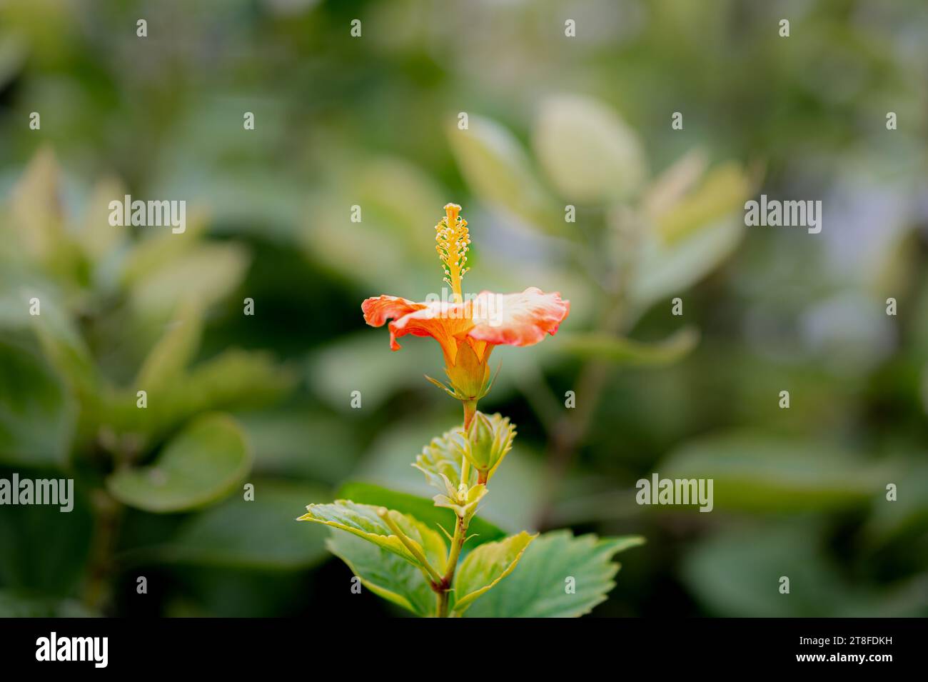Full hibiscus flower hi-res stock photography and images - Alamy