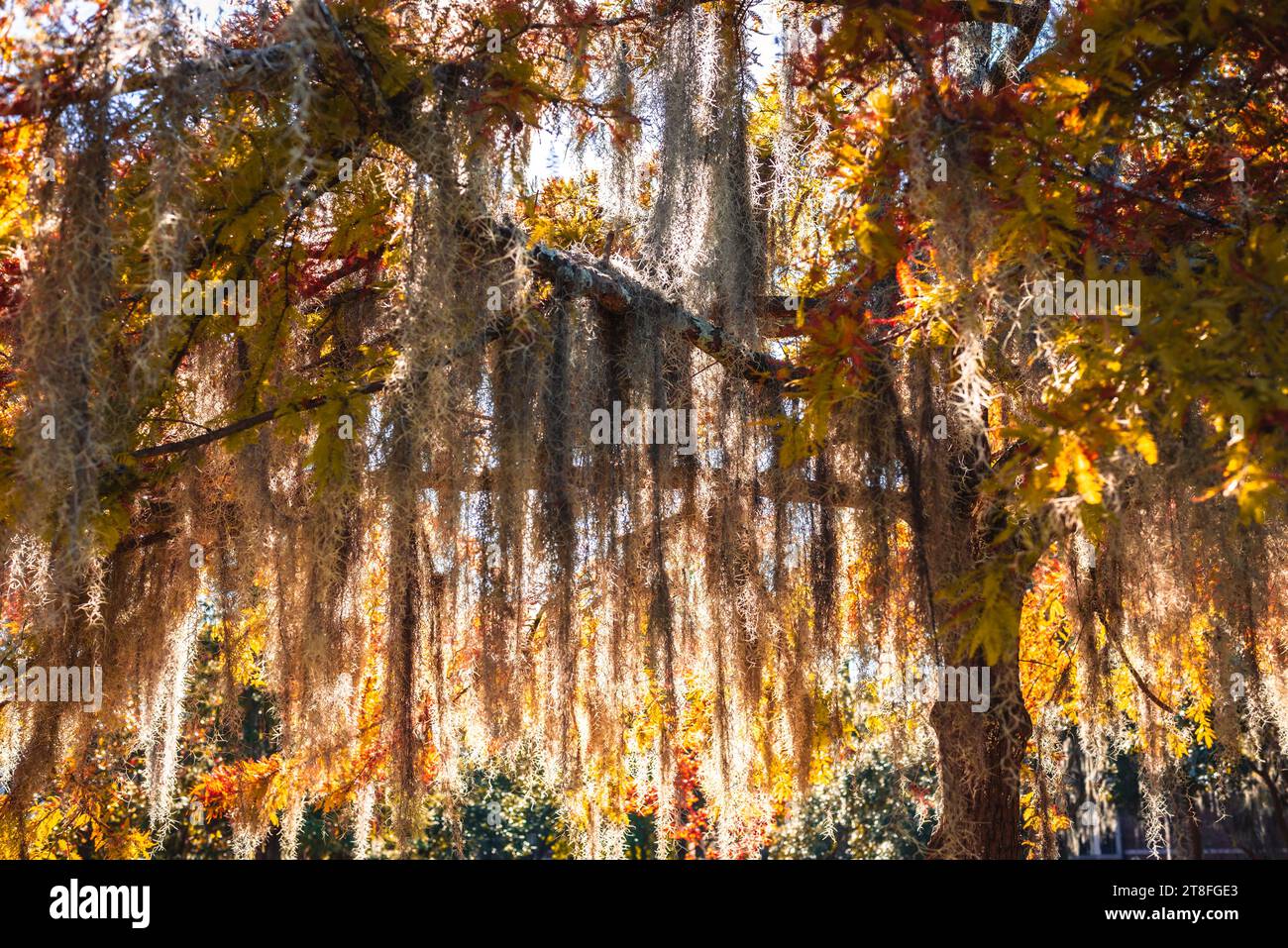 Live oaks adorned with fall color leaves and Spanish moss at Colonial