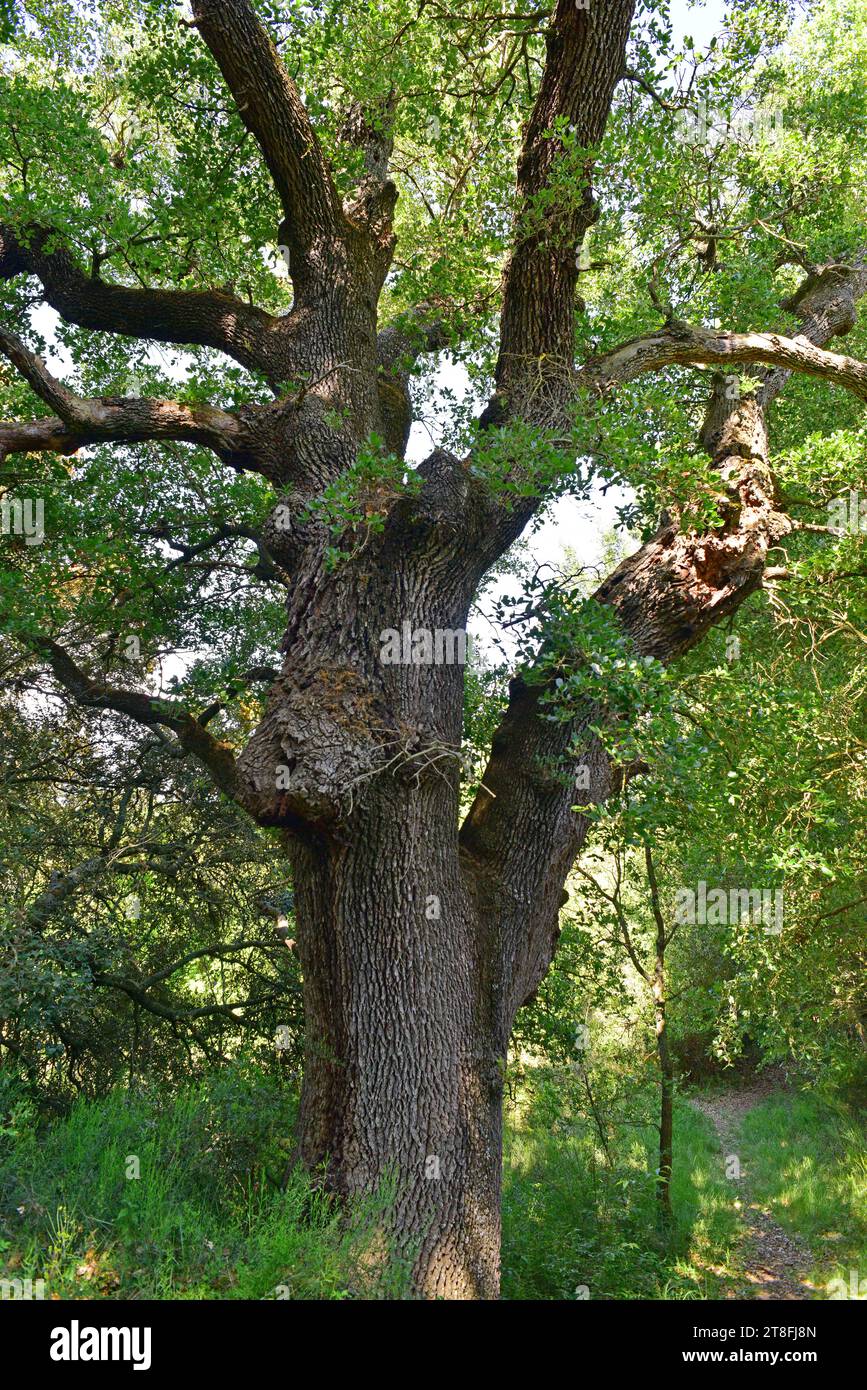 Roble cerrioide (Quercus cerrioides) is an deciduous tree endemic to Spain. Is a hybrid between Quercus pubescens and Quercus faginea. This photo was Stock Photo