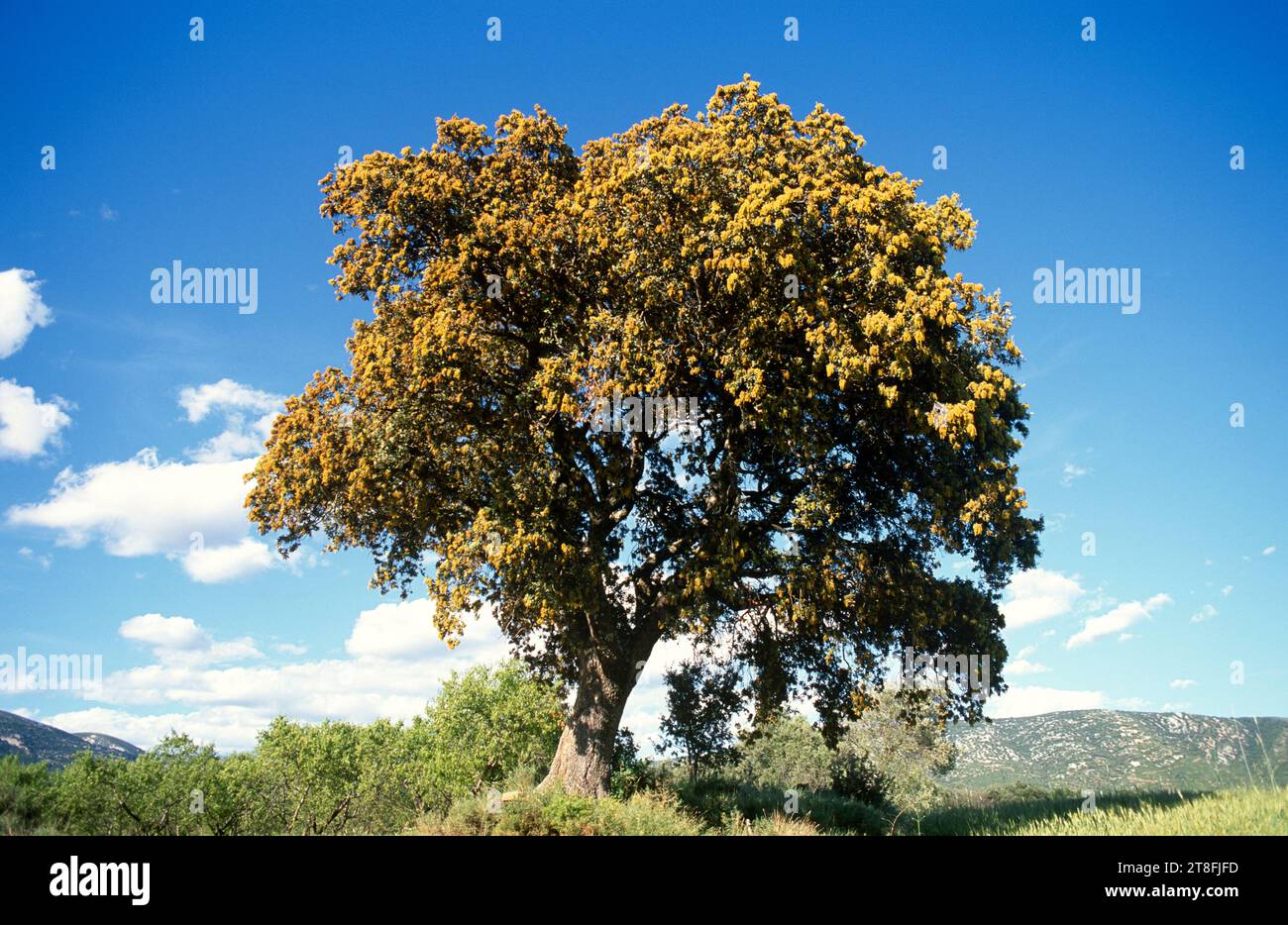 Evergreen oak (Quercus ilex ballota or Quercus ilex rotundifolia) is an