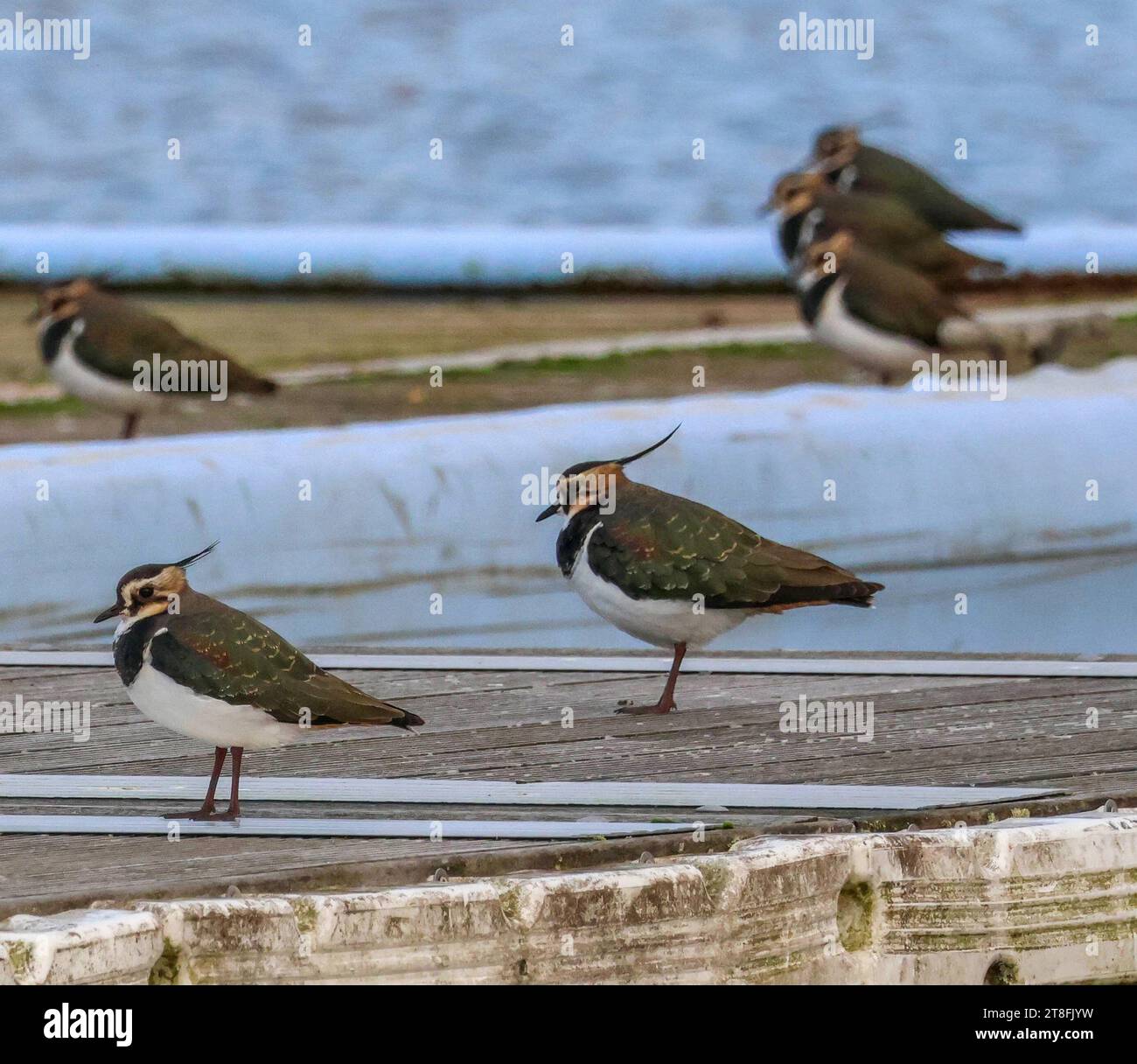 Craigavon, County Armagh, Northern Ireland, UK. 20th Nov 2023. UK weather - a dry day but cold in the moderate north-westerly breeze. A flock of lapwings stand head-on to the north-westerly breeze at the South Lake in Craigavon. Credit: CAZIMB/Alamy Live News. Stock Photo
