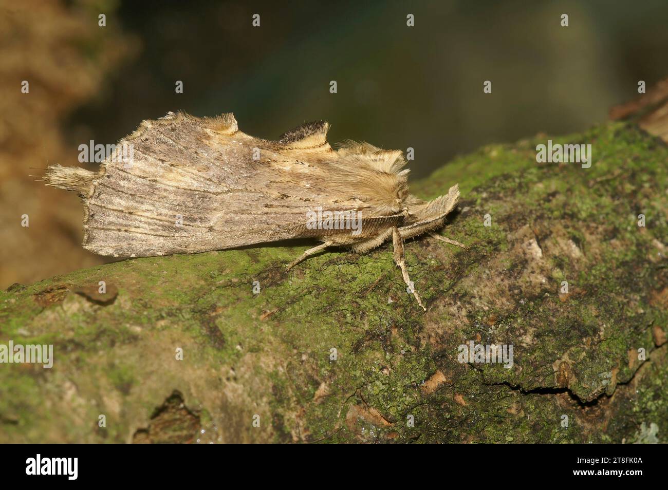 Detailed closeup on the Pale Prominent moth,Pterostoma palpina, with it's remarkable snout Stock Photo