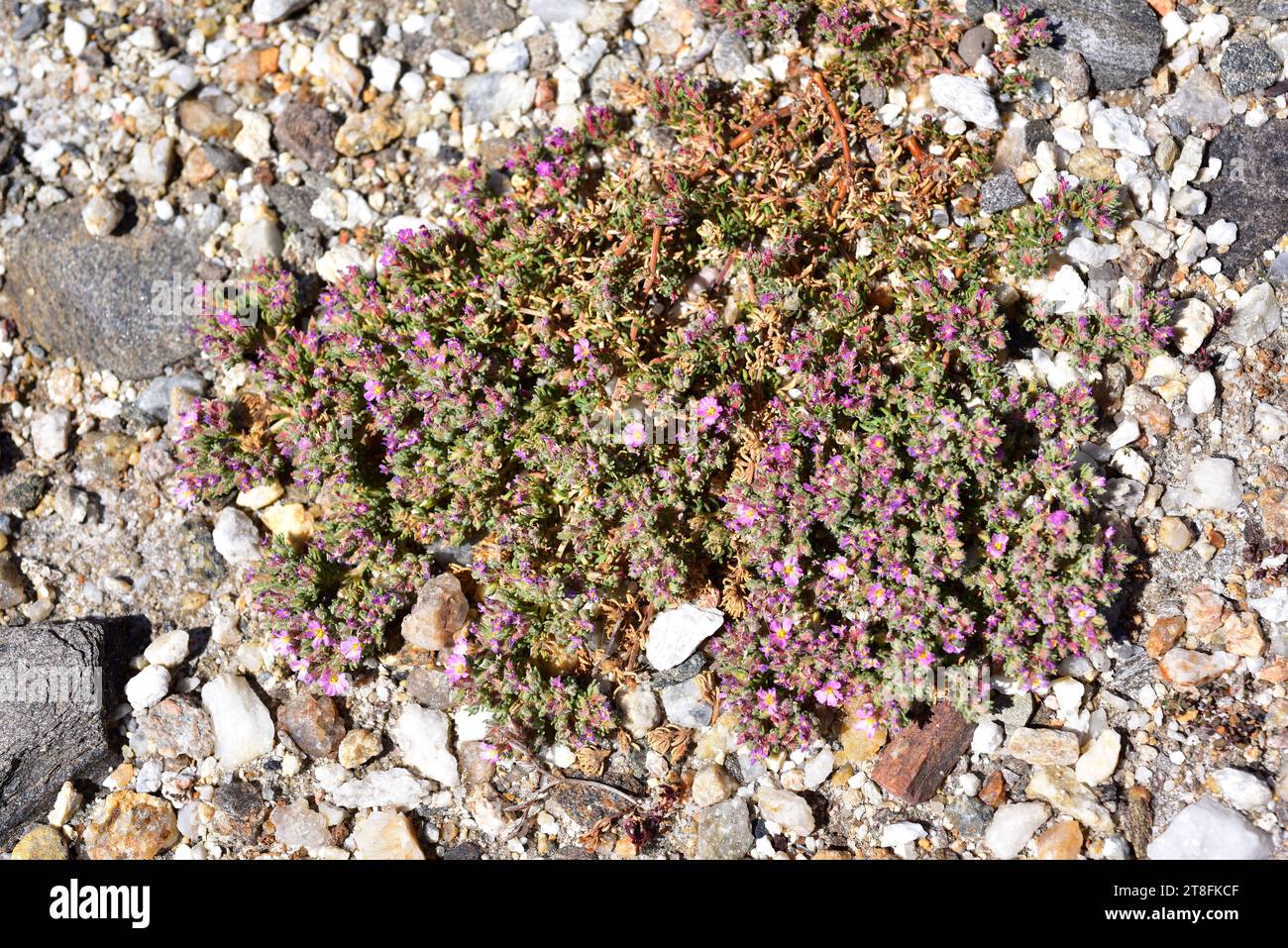 Sea heath (Frankenia laevis) is a prostrate shrub native to Macaronesia, northern Africa and southwestern Europe coasts and saline soils of interior. Stock Photo