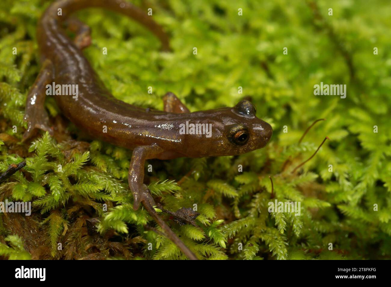 Natural closeup on the endangered lungless Californian limestone ...