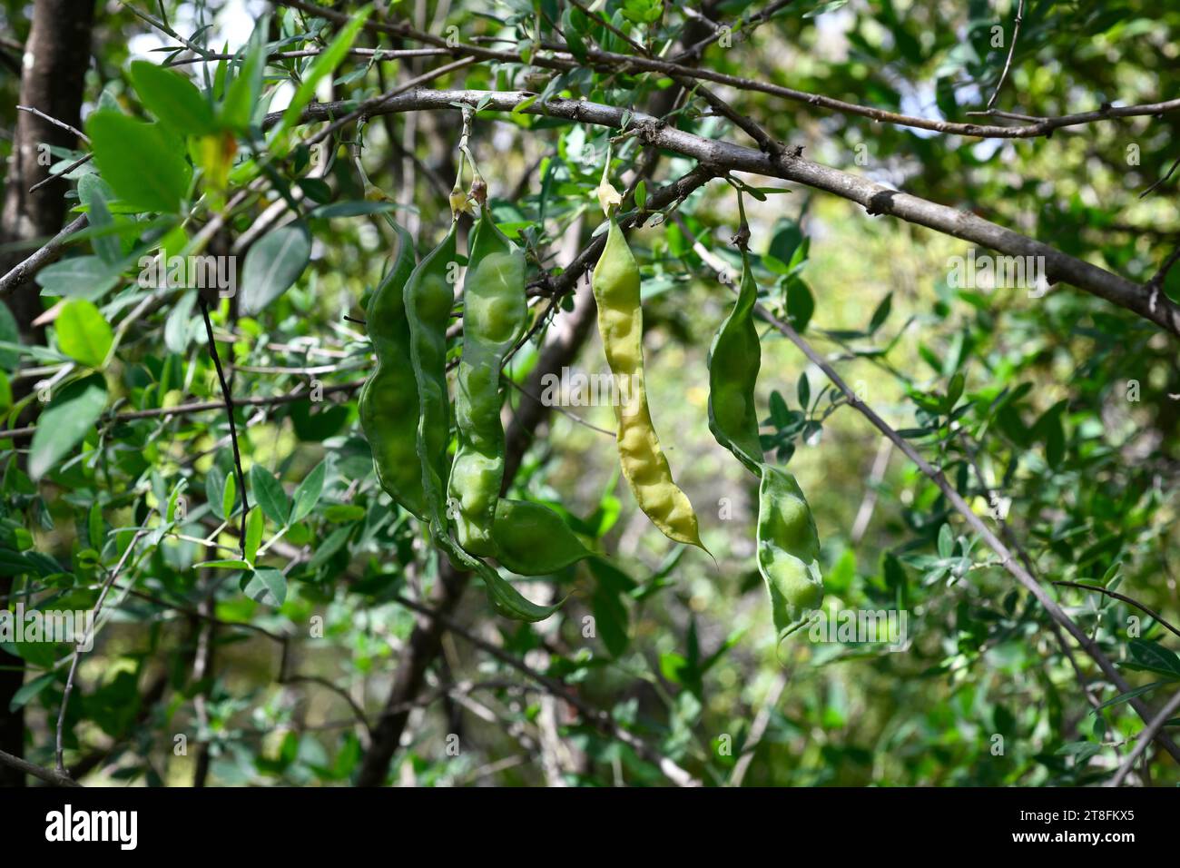 Stinking bean trefoil (Anagyris foetida) is a medicinal and toxic shrub native to Mediterranean basin. Fruits detail. This photo was taken in Cadiz, A Stock Photo
