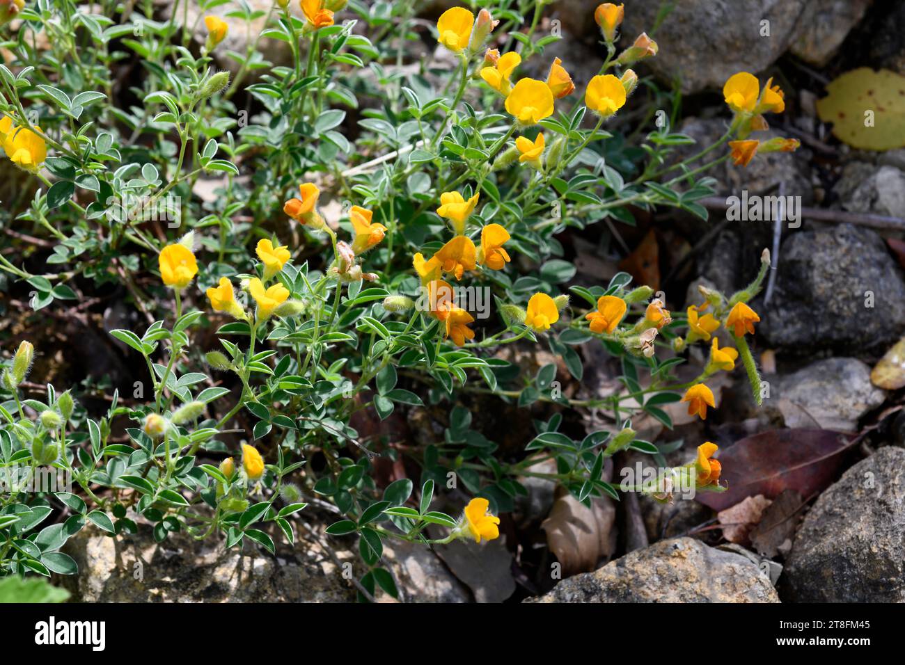 Hierba de la plata (Argyrolobium zanonii) is a shrub native to south Europe and northwest Africa. This photo was taken in Cadiz, Andalusia, Spain. Stock Photo
